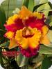 Blc. Rungnapha Fancy Warm Welcome